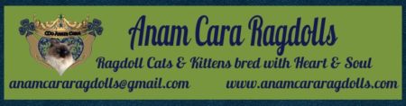 Ragdoll Kittens for Sale CA