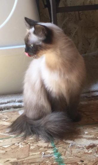 Available Ragdoll kittens Norco, CA