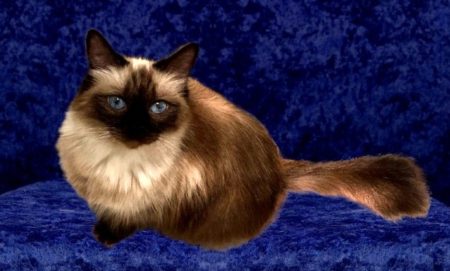 Available Ragdoll kittens Norco, CA