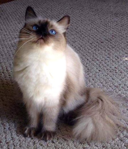Available Ragdoll kittens Norco, CA