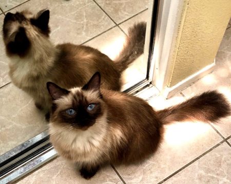Available Ragdoll kittens Norco, CA
