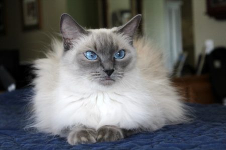 Available Ragdoll kittens Norco, CA