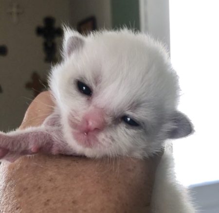Available Ragdoll kittens Norco, CA