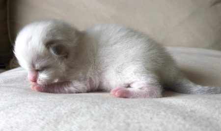 Available Ragdoll kittens Norco, CA