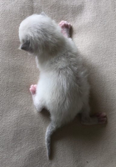 Available Ragdoll kittens Norco, CA