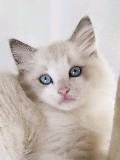 Available Ragdoll kittens Norco, CA