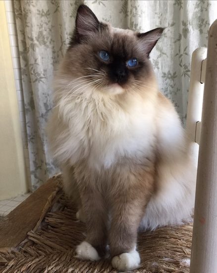 Available Ragdoll kittens Norco, CA