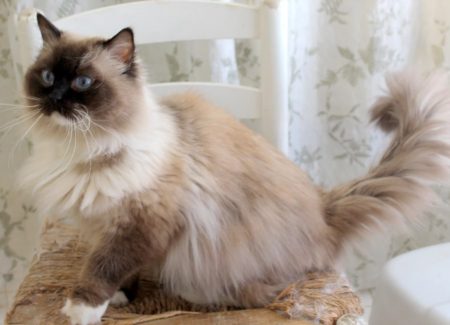Available Ragdoll kittens Norco, CA