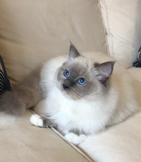 Available Ragdoll kittens Norco, CA