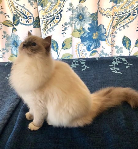 Available Ragdoll kittens Norco, CA