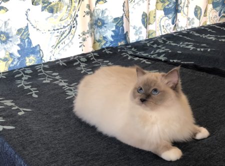 Available Ragdoll kittens Norco, CA