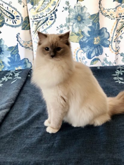 Available Ragdoll kittens Norco, CA
