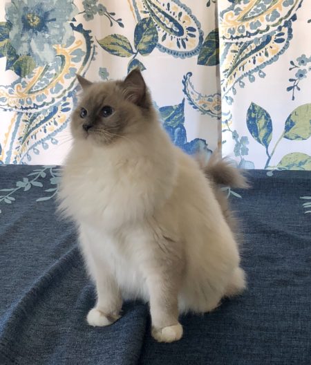 Available Ragdoll kittens Norco, CA