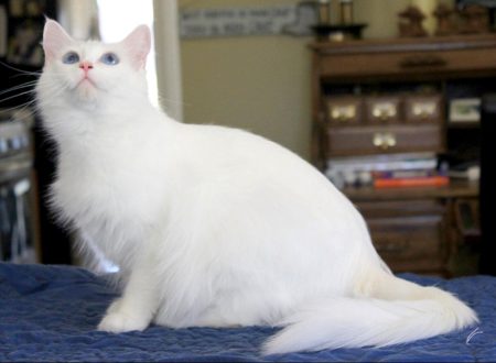 Available Ragdoll kittens Norco, CA