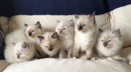 Available Ragdoll kittens Norco, CA