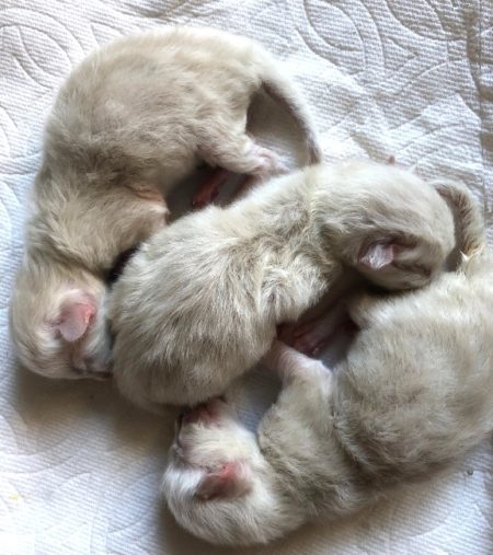 seal mitted ragdoll