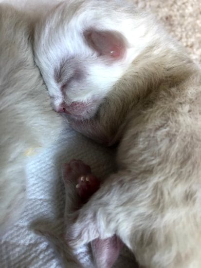 seal mitted ragdoll
