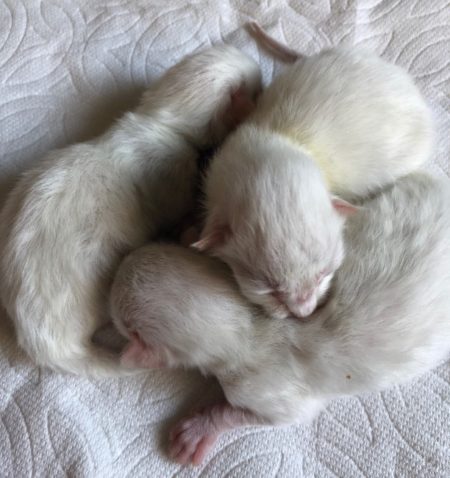 blue eyed white ragdoll