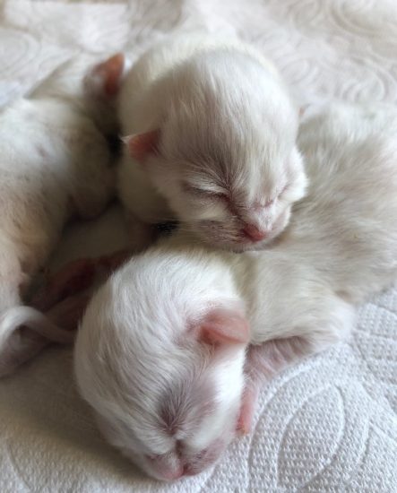 blue eyed white ragdoll