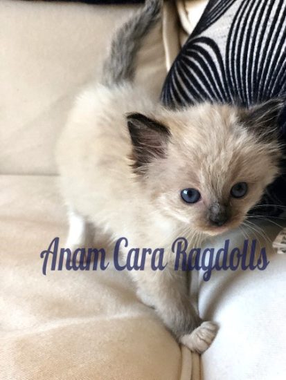 Available Ragdoll kittens Norco, CA