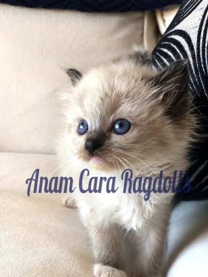 Available Ragdoll kittens Norco, CA