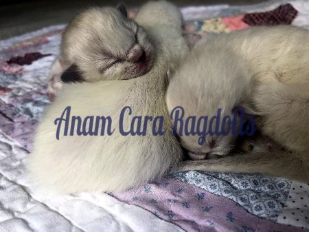 Available Ragdoll kittens Norco, CA