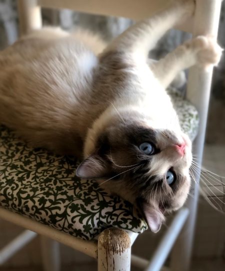Available Ragdoll kittens Norco, CA