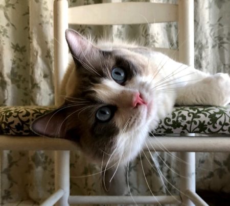 Available Ragdoll kittens Norco, CA