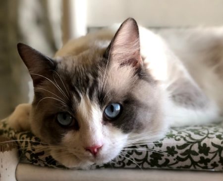 Available Ragdoll kittens Norco, CA