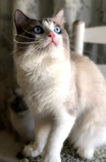 Available Ragdoll kittens Norco, CA