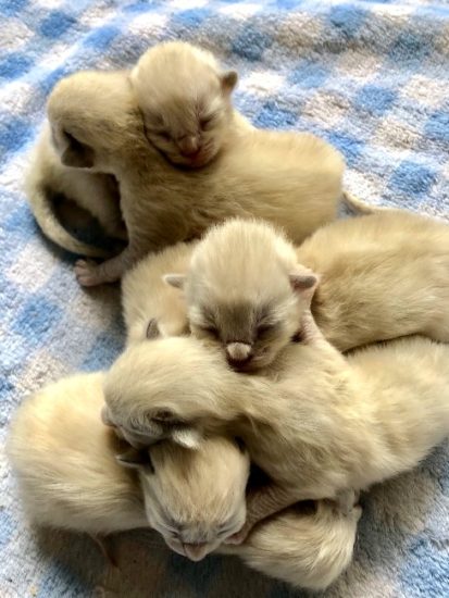 Available Ragdoll kittens Norco, CA