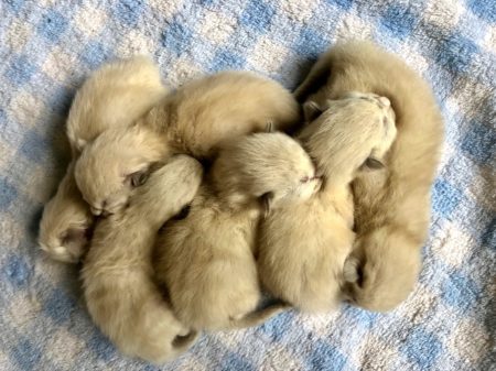 Available Ragdoll kittens Norco, CA