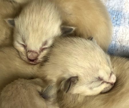 Available Ragdoll kittens Norco, CA