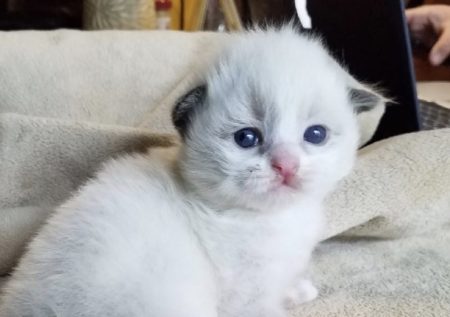 Available Ragdoll kittens Norco, CA