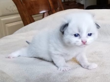 Available Ragdoll kittens Norco, CA