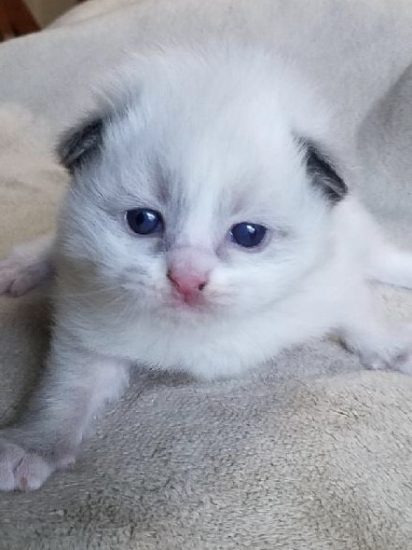 Available Ragdoll kittens Norco, CA
