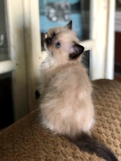 Available Ragdoll kittens Norco, CA