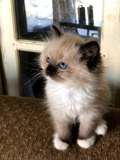 Available Ragdoll kittens Norco, CA