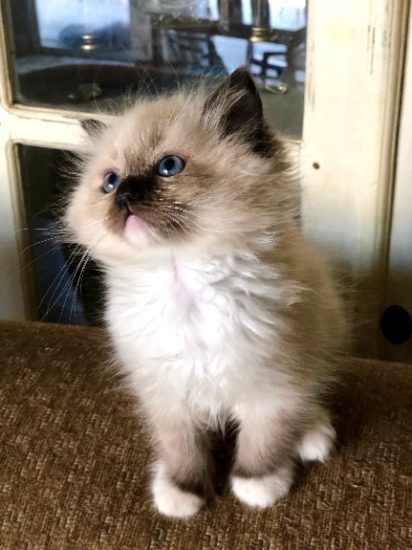 Available Ragdoll kittens Norco, CA
