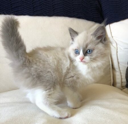 Available Ragdoll kittens Norco, CA