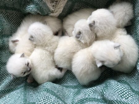 Available Ragdoll kittens Norco, CA
