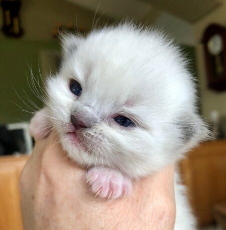 Available Ragdoll kittens Norco, CA