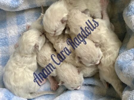 Available Ragdoll kittens Norco, CA