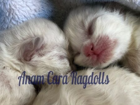 Available Ragdoll kittens Norco, CA
