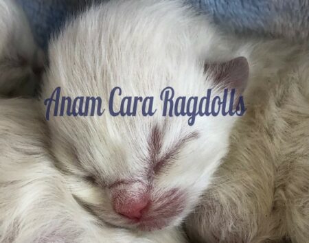 Available Ragdoll kittens Norco, CA