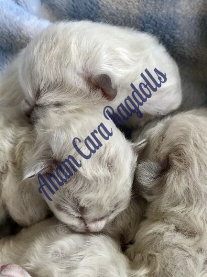 Available Ragdoll kittens Norco, CA