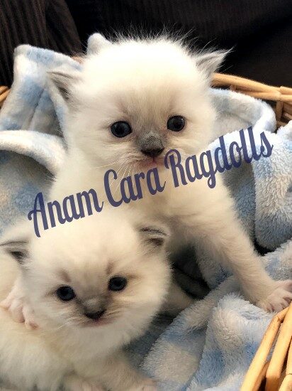 Available Ragdoll kittens Norco, CA