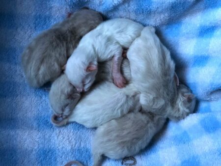 Available Ragdoll kittens Norco, CA
