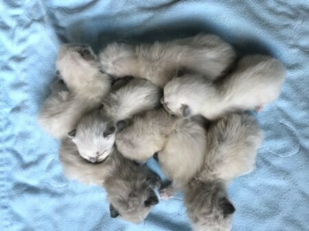 Sidlee-Finn Litter DOB 8-13-19