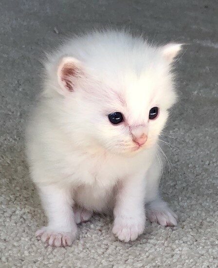 Ragdoll kitten